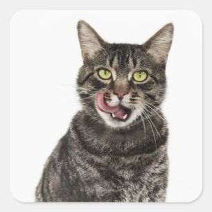 Head shot of a male domestic tabby cat licking square sticker