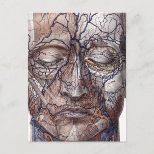 Head Veins and Muscles Postcard