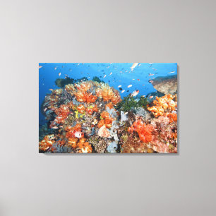 Healthy reef structure, Komodo National Park Canvas Print