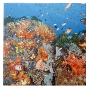 Healthy reef structure, Komodo National Park Tile