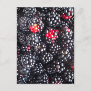 Heap of blackberries postcard