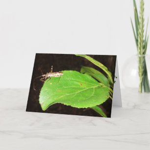 "Heard You Caught a Bug..." Get Well Card