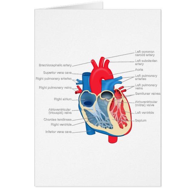 Heart_Anatomy (Front)