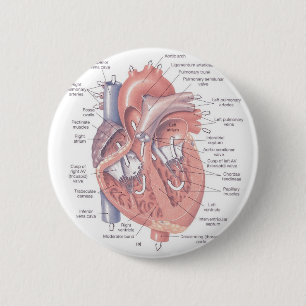 Heart Anatomy 6 Cm Round Badge