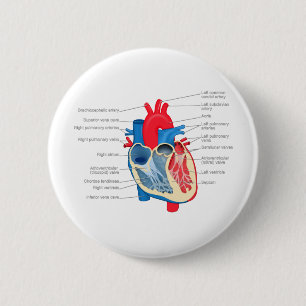 Heart_Anatomy 6 Cm Round Badge