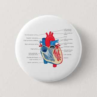 Heart_Anatomy 6 Cm Round Badge
