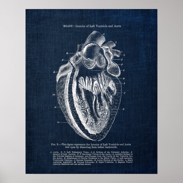 Heart Anatomy Art no.3  Interior View Poster (Front)