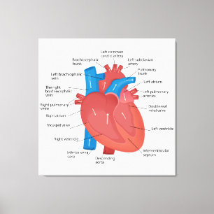Heart anatomy canvas print