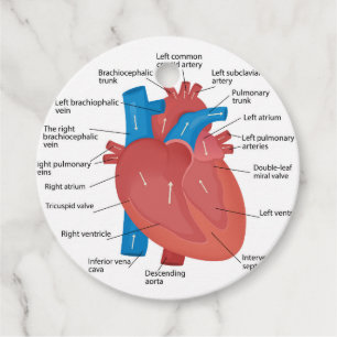 Heart anatomy favour tags