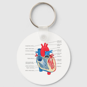 Heart_Anatomy Key Ring