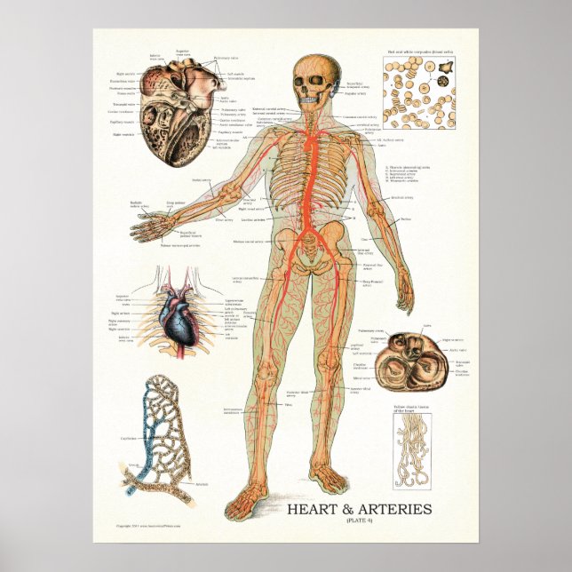 Heart and Arteries Human Anatomy Poster 18 X 24 (Front)