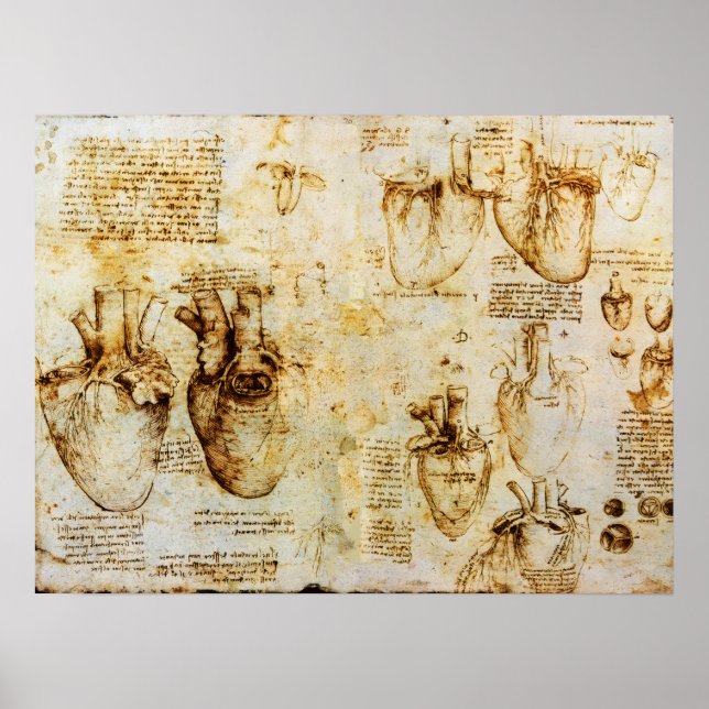 Heart And Its Blood Vessels Poster (Front)