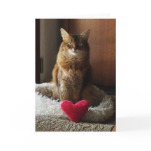 Heart Cat Somali Cat Valentine's Day
