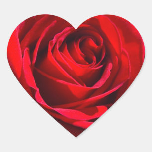 Heart Deep Red Rose Sticker
