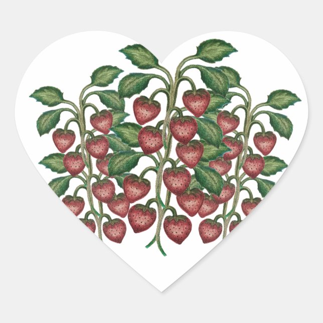 Heart Fruit Sticker (Front)