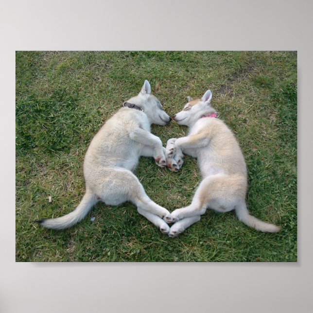 heart husky poster (Front)