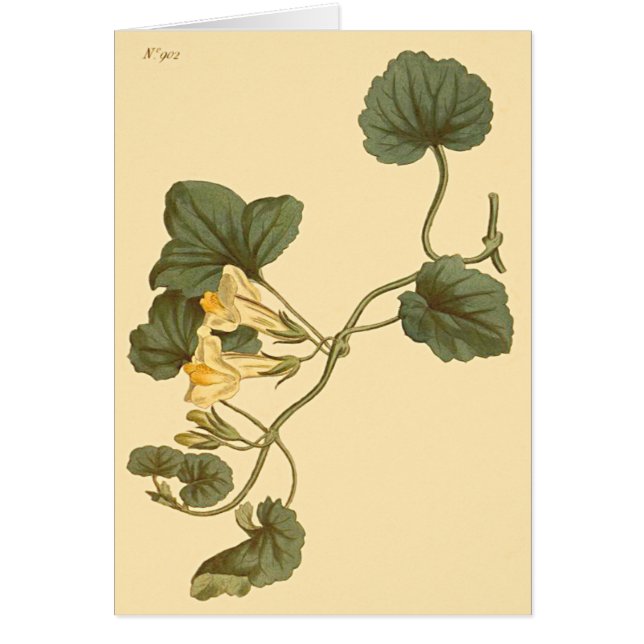 Heart-Leaved Snapdragon Botanical Illustration (Front)