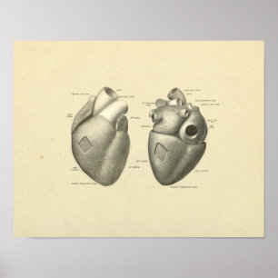 Heart Muscle Surface Anatomy Print