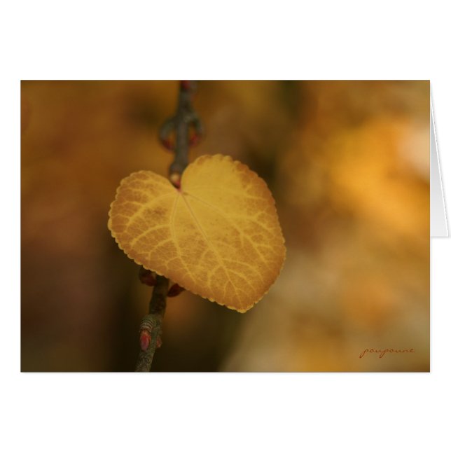heart of gold (Front Horizontal)
