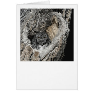 "Heart of San Pedro" - Screech Owl