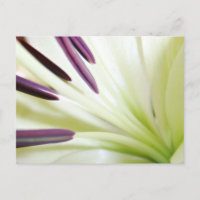 Heart of the Lily Fine Art Floral Photography
