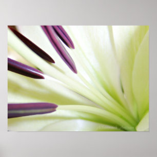 Heart of the Lily Fine Art Floral Photography Poster