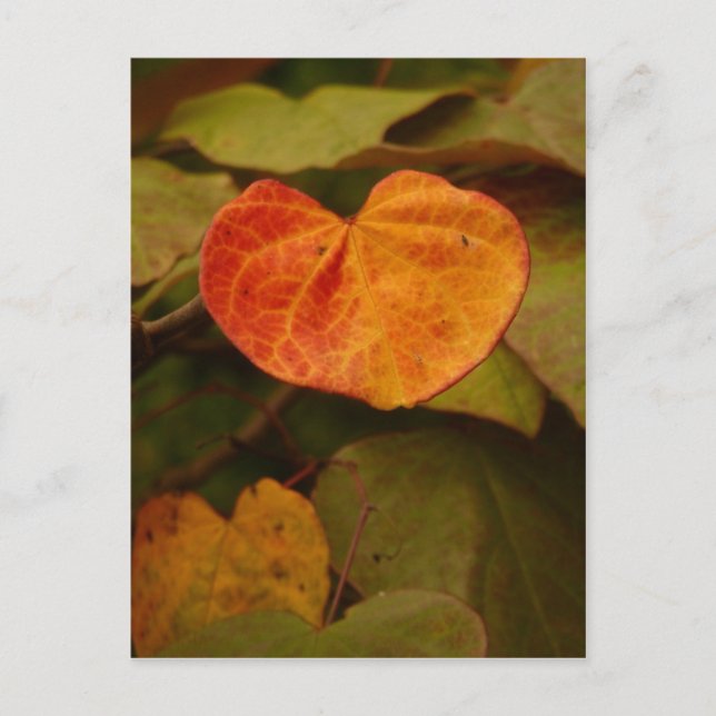 Heart Shaped Autumn Leaf Postcard (Front)