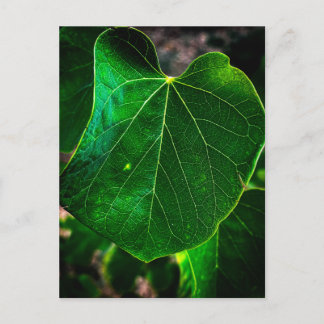 Heart-Shaped Leaf Postcard