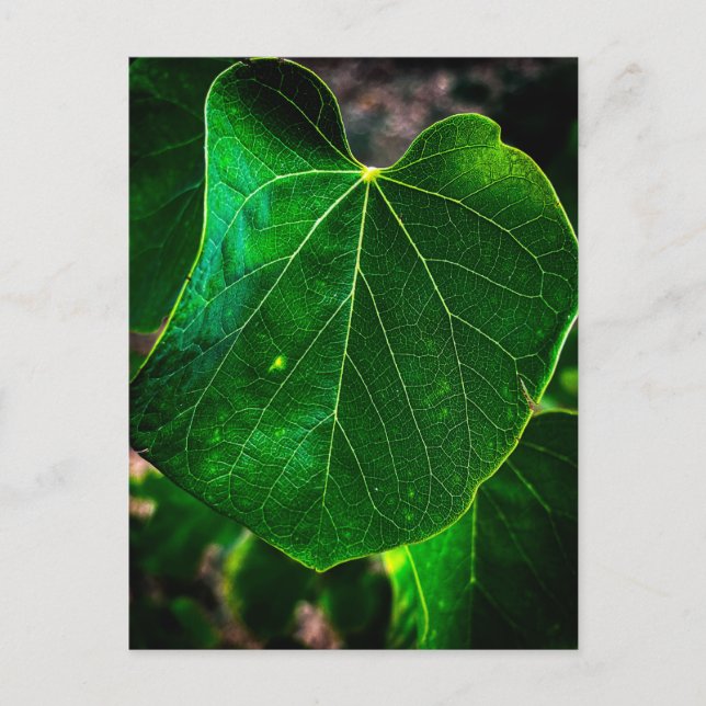 Heart-Shaped Leaf Postcard (Front)