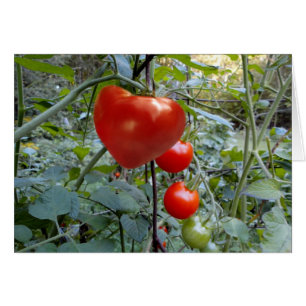 Heart Shaped Tomato no message