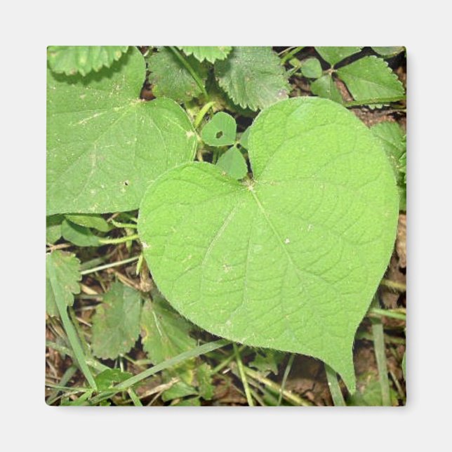 Heart Shaped Vine Magnet (Front)