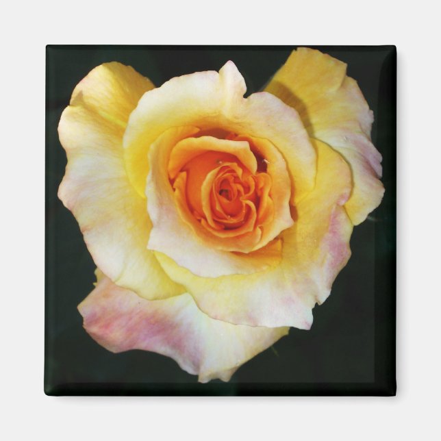 Heart Shaped Yellow Rose Magnet (Front)