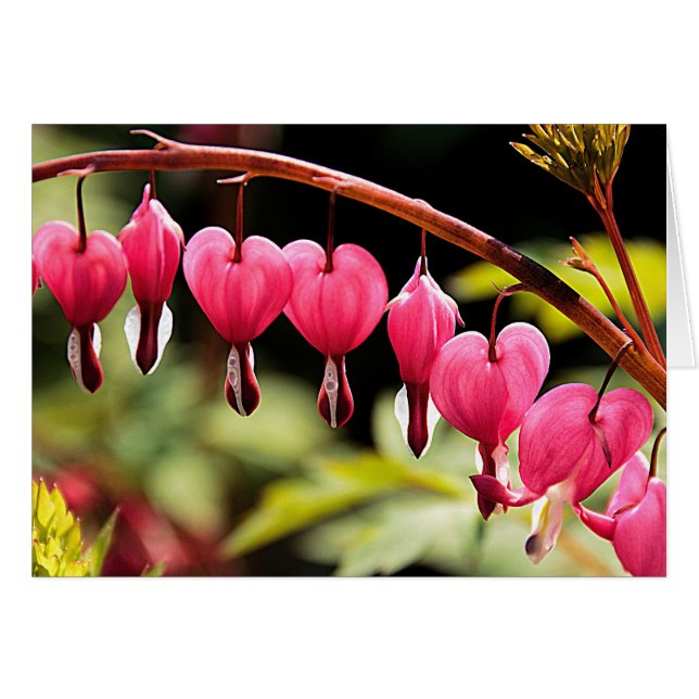 Hearts hanging out there (Front Horizontal)