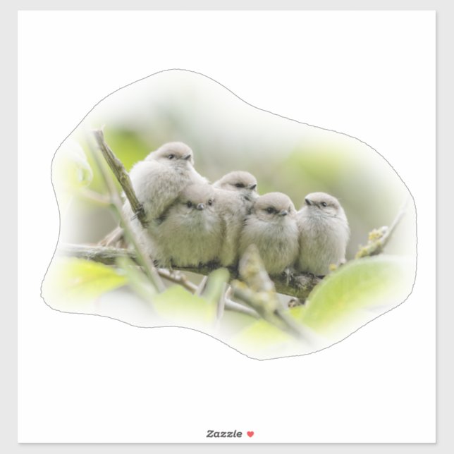 Heartwarming Cute Bushtits Songbirds Family Photo (Sheet)