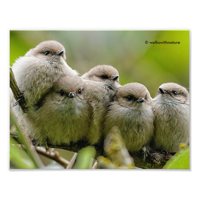 Heartwarming Cute Bushtits Songbirds Family Photo Print (Front)