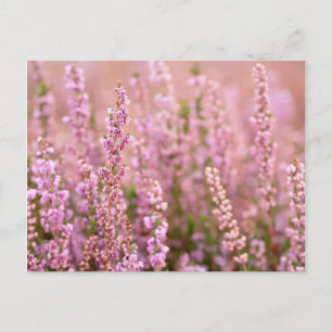 Heather In Horsham, Sussex, England Postcard