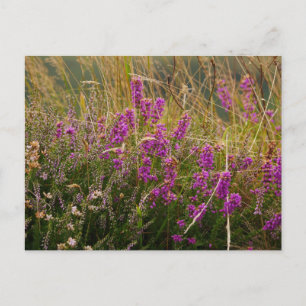 Heather Postcard