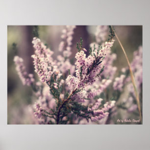 Heather Poster