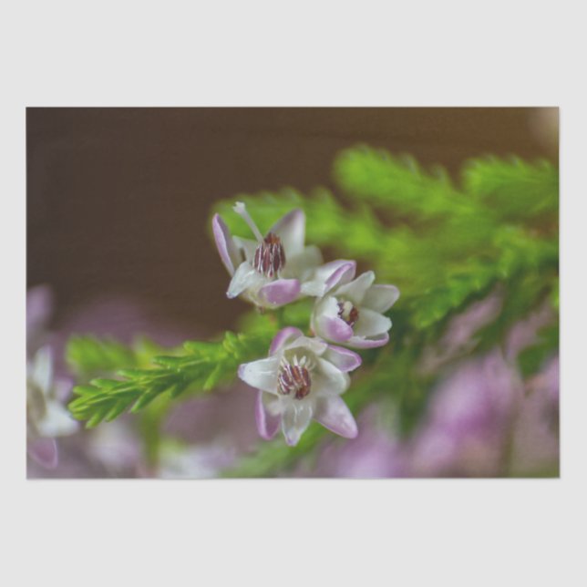 Heather Spring flower evergreen bloom purple white Tissue Paper (Front)
