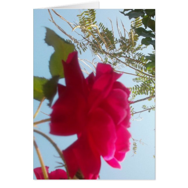 Heavenly Bloom: A Rose Against the Sky (Front)