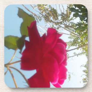 Heavenly Bloom: A Rose Against the Sky Coaster