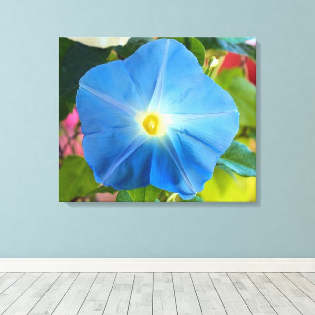 Heavenly Blue Morning Glory Canvas Art (Insitu(Wood Floor))