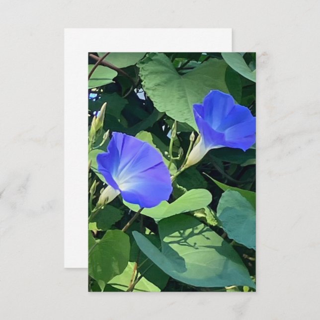 Heavenly Blue Morning GLory Card (Front/Back)