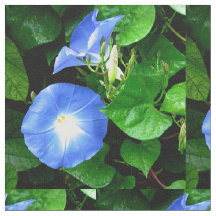 Heavenly Blue Morning Glory