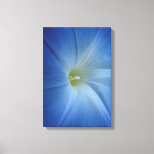 Heavenly Blue Morning Glory Flower Photo Canvas Print