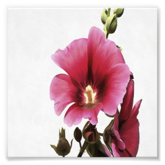 Heavenly Pink Hollyhock Malva Flower Floral Photo Print