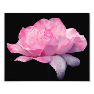 Heavenly Pink Rose Flower 8x10 Photo Print