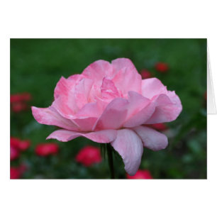 Heavenly Pink Rose Flower Photography Card