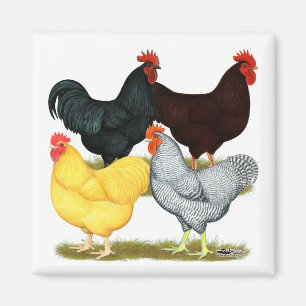 Heavy Rooster Chicken Quartet Magnet