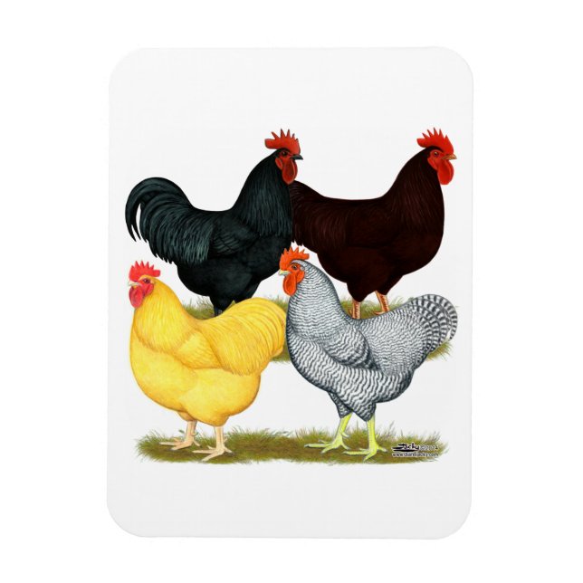 Heavy Rooster Chicken Quartet Magnet (Vertical)